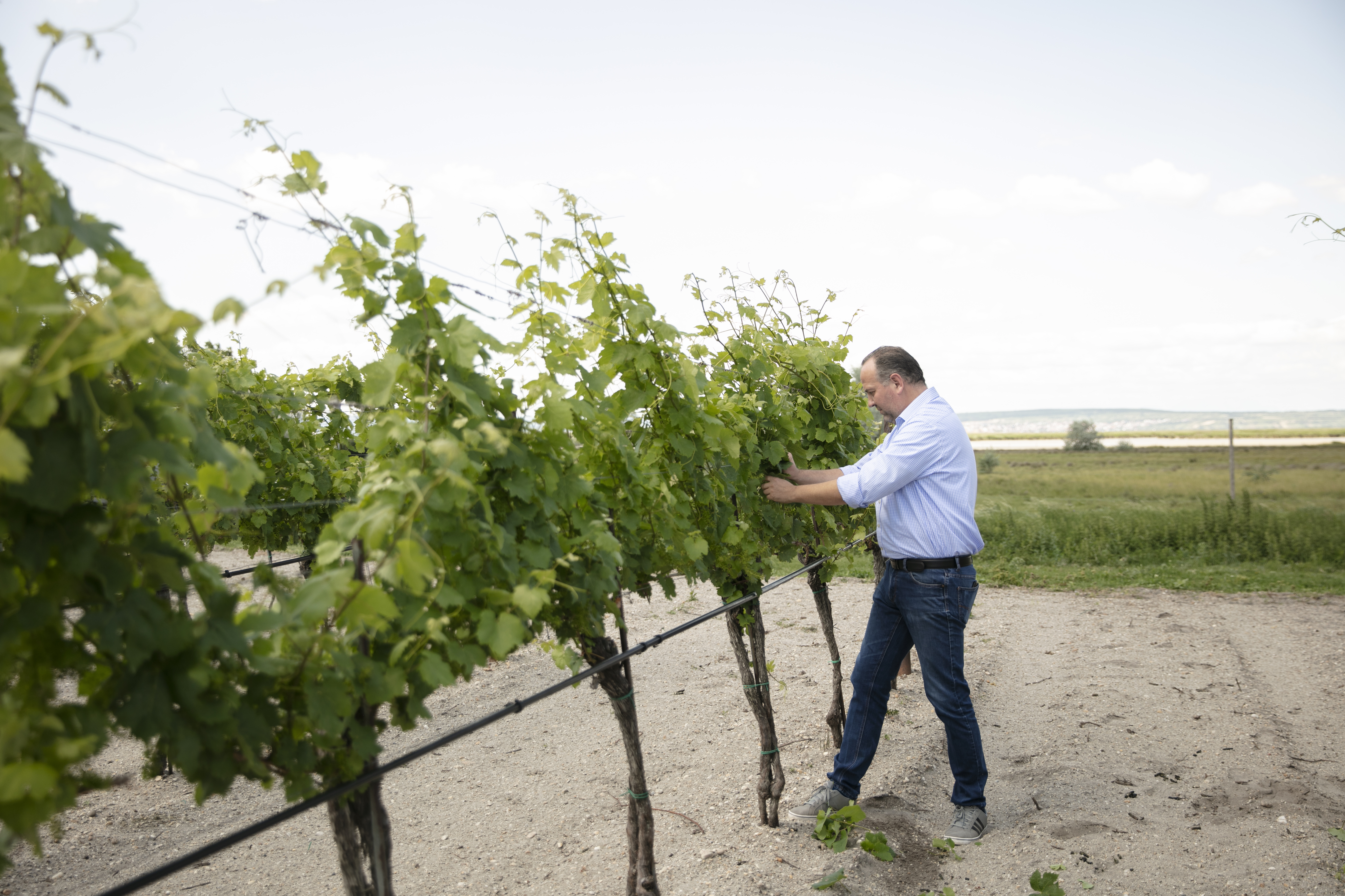 Gerhard Kracher in the vineyard