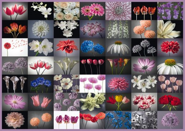 Puzzle Premium Schmidt "Salutation florale", 2000 pièces