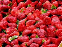 4 Förmchen zum Einfrieren von Obst oder Joghurt NUK Fresh Foods Eisförmchen 