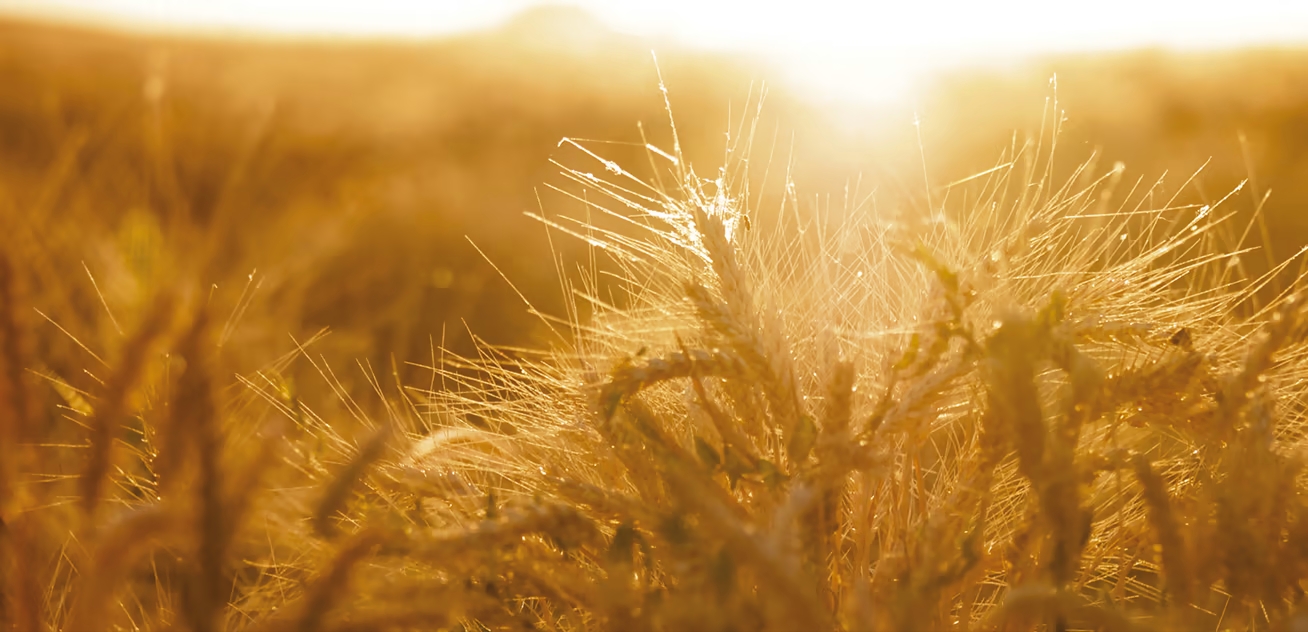 Glenmorangie wheat field