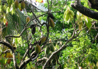 Cocoa tree_1